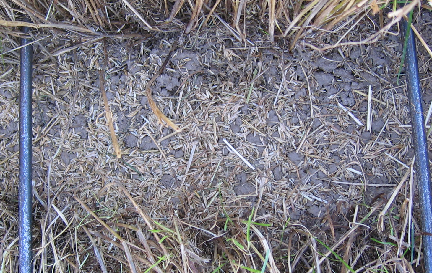 Between rows under swath at early cut timing