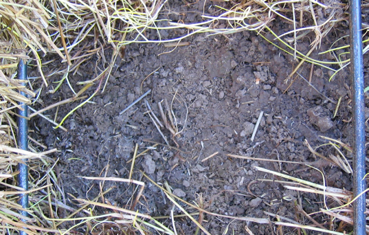 Between rows under swath at late cut timing