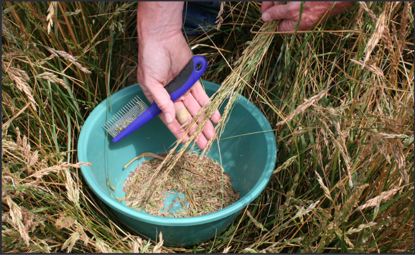 Stripping seed from seed heads in the field