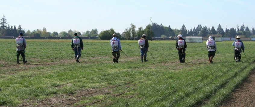 Crew performing hand spot spraying in a grass seed field