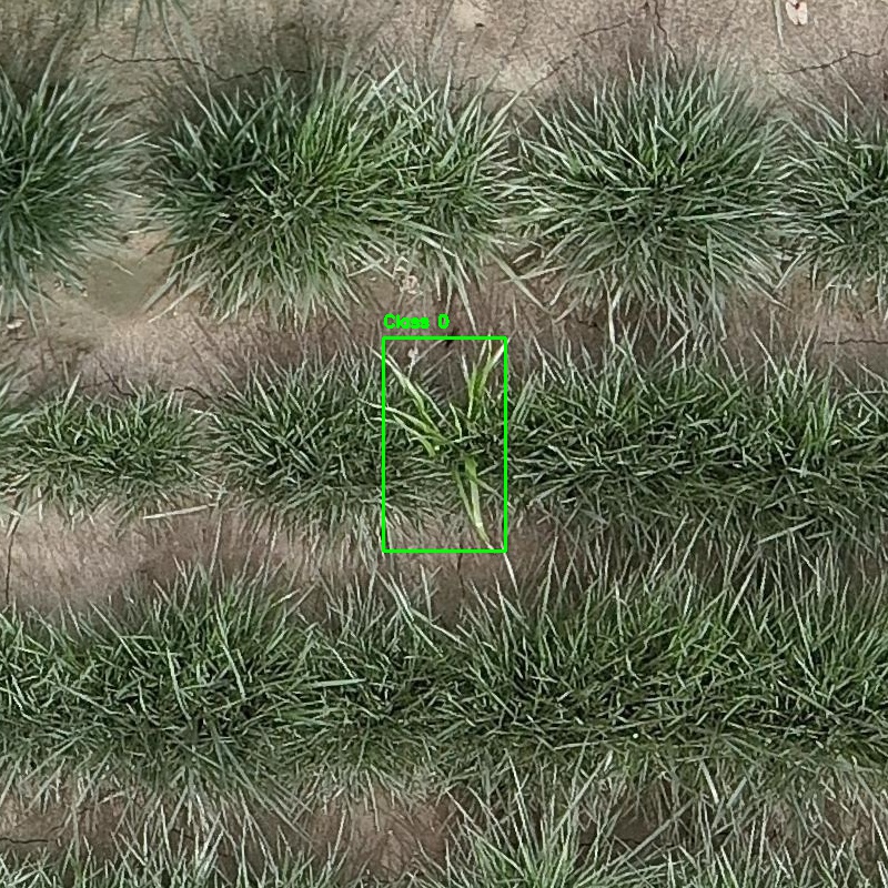 AI detection of grass weeds in a grass seed crop field